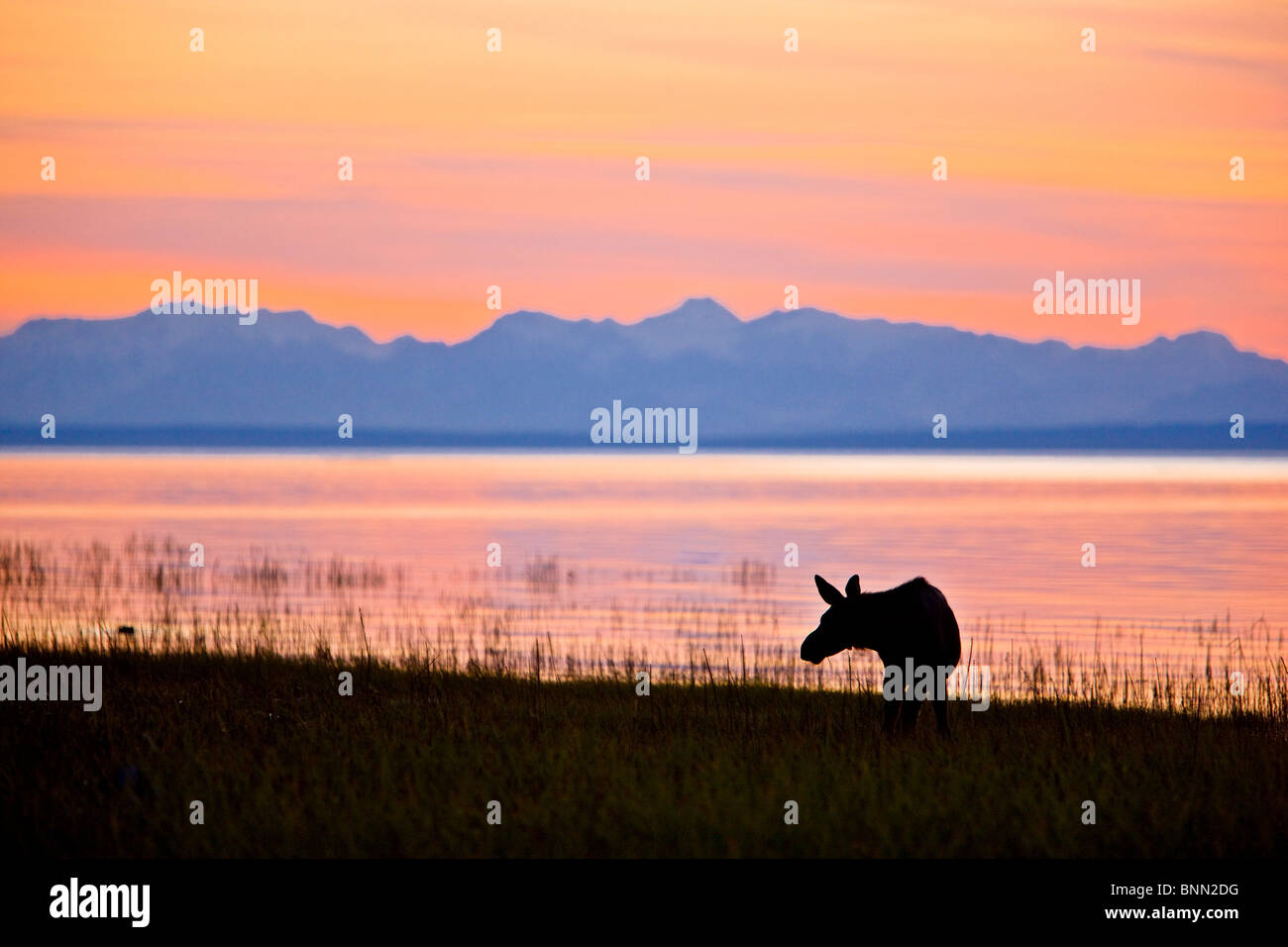 Elch Kalb Fütterung entlang der Tony Knowles Coastal Trail bei Sonnenuntergang im Sommer in Anchorage, Alaska Stockfoto