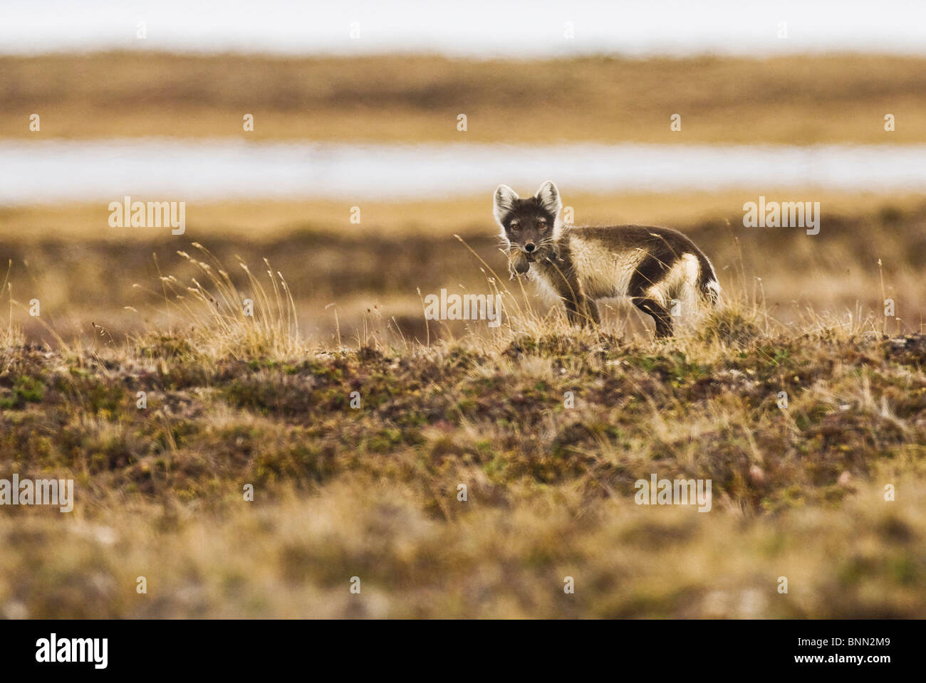 Ein Polarfuchs in der Tundra im Teshekpuk Seengebiet von Petroleum Nationalreservat Arktis Alaska Stockfoto