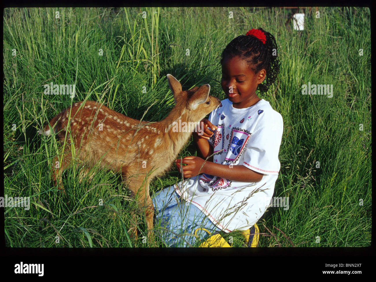 Kind Tiere Sitka Black Tail Fawn Big Game Alaska SC AK Sommer Porträt Stockfoto