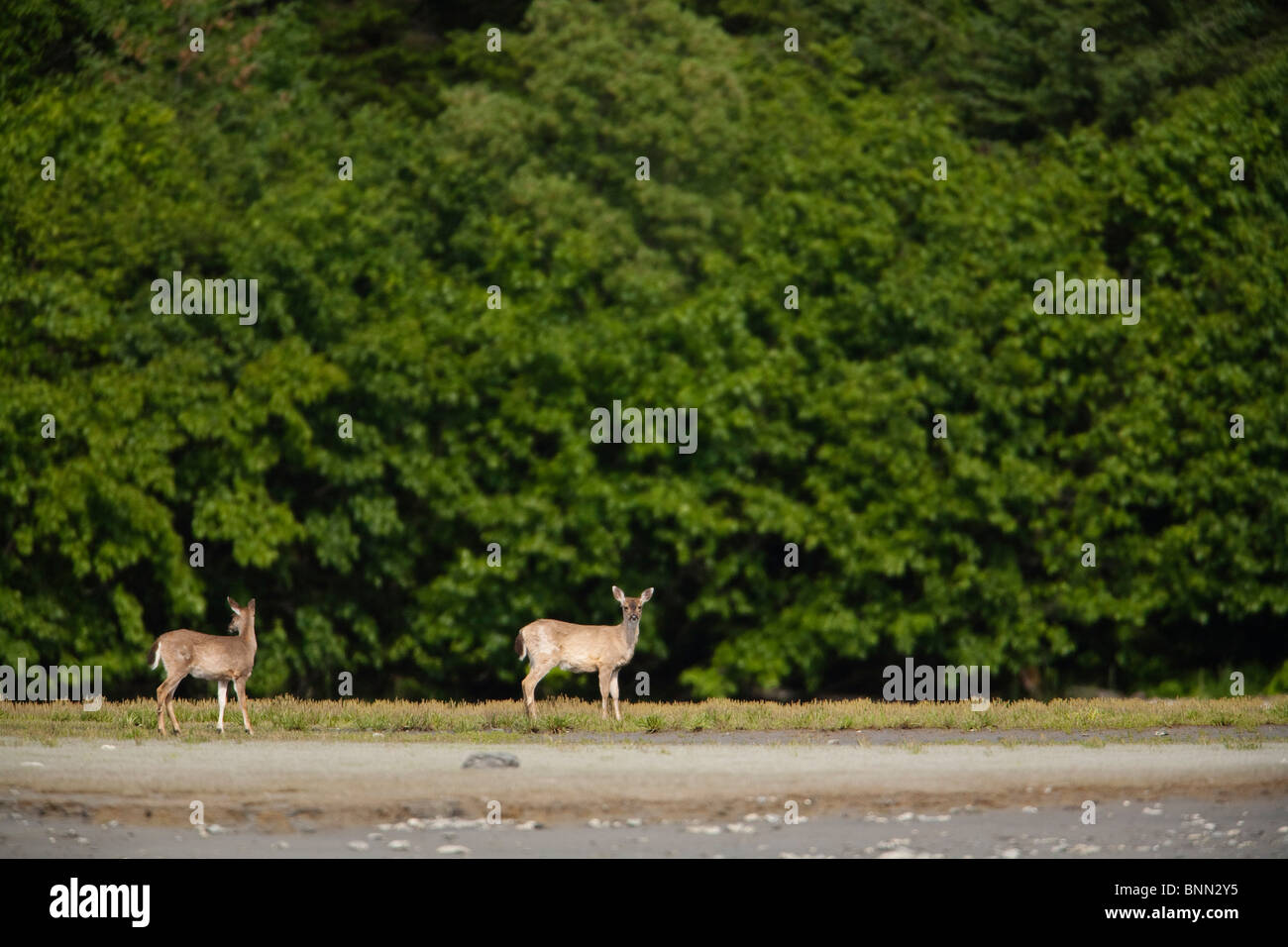 Reh und Rehkitz Sitka schwarz-angebundene Rotwild in der Nähe von Erle in Boswell Bay, Hinchinbrook Island, Prince William Sound, Alaska Stockfoto