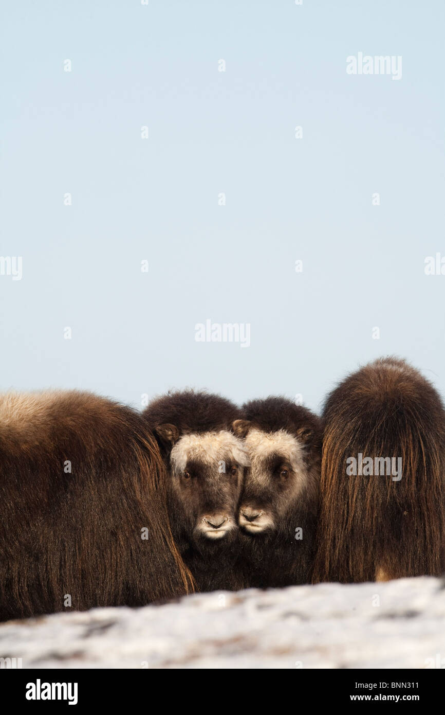 Zwei Moschusochsen Kälber geschützt in der Mitte einer Herde im Winter auf der Seward-Halbinsel in der Nähe von Nome, Alaska Arktis Stockfoto