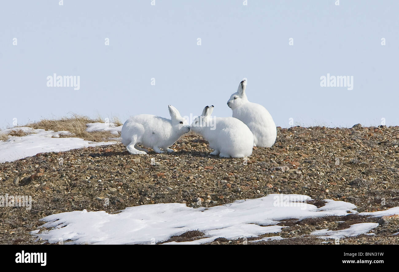 Arktische Hasen durchführen das Sozialverhalten von * Überstand * auf Banks Island, Nordwest-Territorien, Kanada Stockfoto