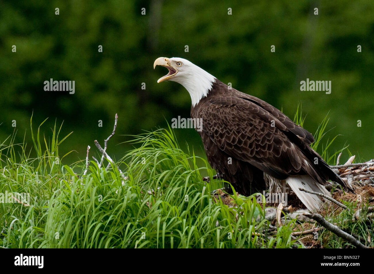 Weißkopf-Seeadler schützen ihr Nest, Kukak Bay, Katmai Nationalpark, Alaska, Sommer Stockfoto