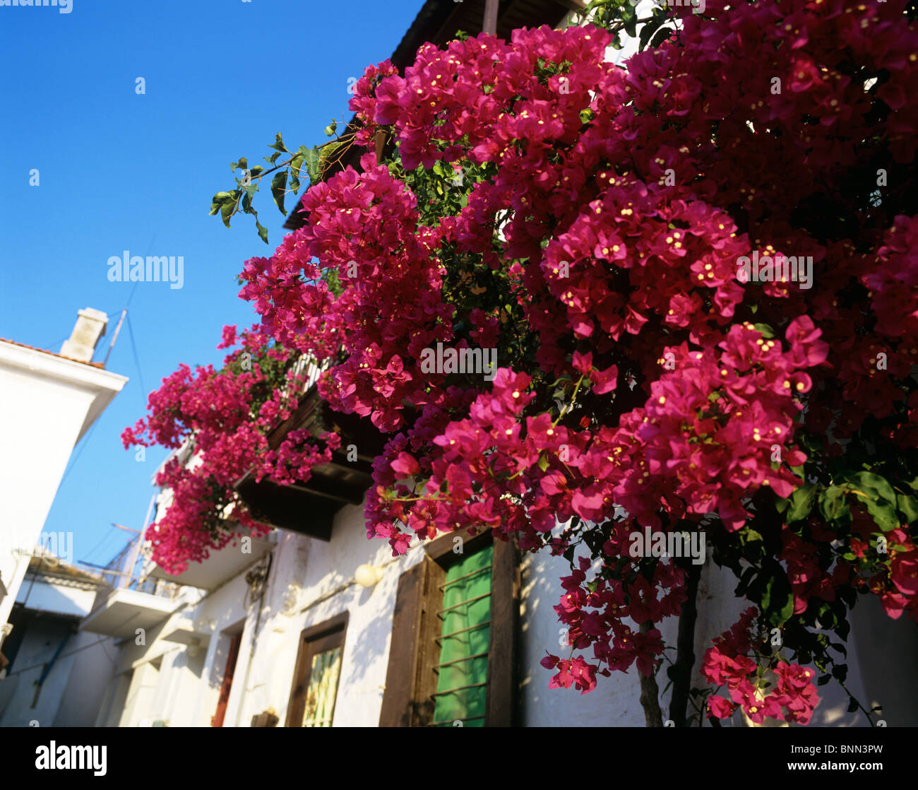 Bunt blühender Strauch wächst in den Gassen von Skopelos-Stadt Stockfoto