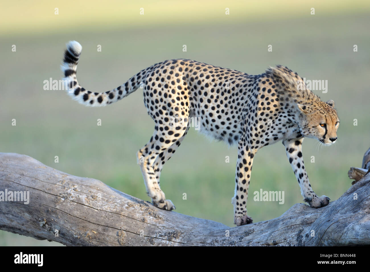 Gepard, Acinonyx Jubatus, bei Dämmerung, Masai Mara National Reserve, Kenia Stockfoto