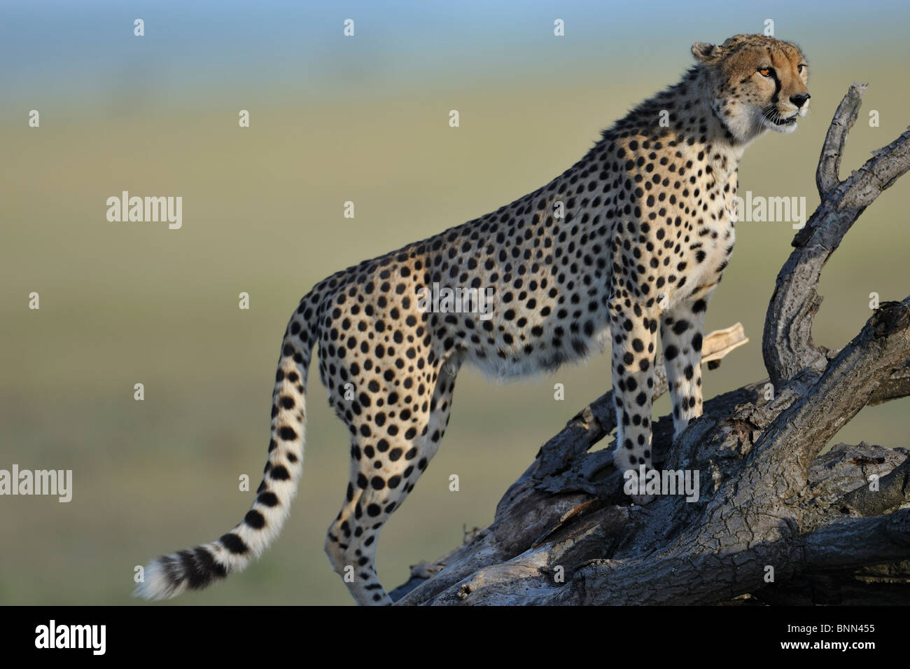 Gepard, Acinonyx Jubatus, bei Dämmerung, Masai Mara National Reserve, Kenia Stockfoto