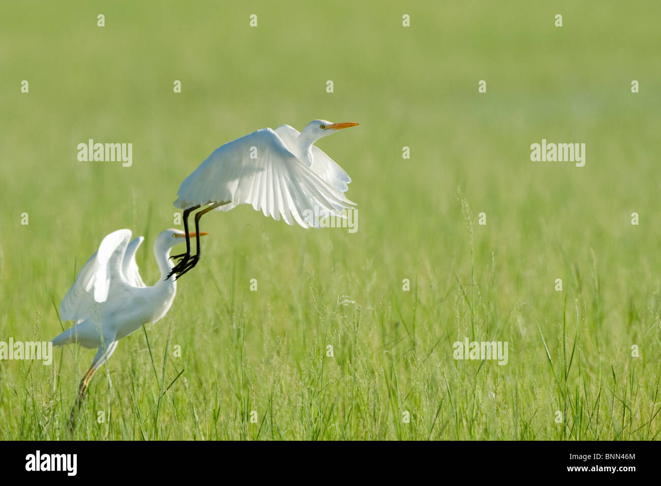 Kuhreiher im Flug Stockfoto