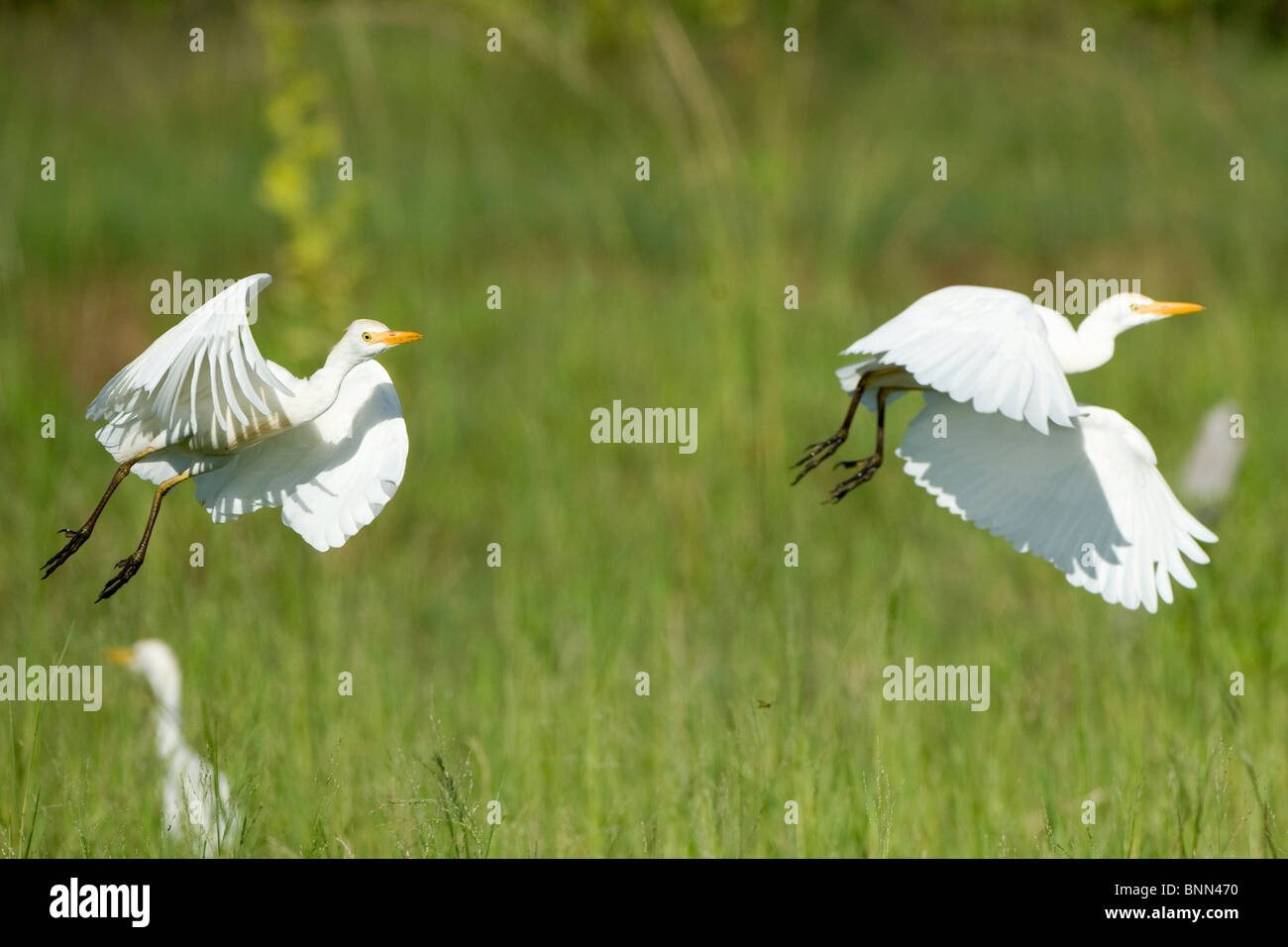 Kuhreiher im Flug Stockfoto