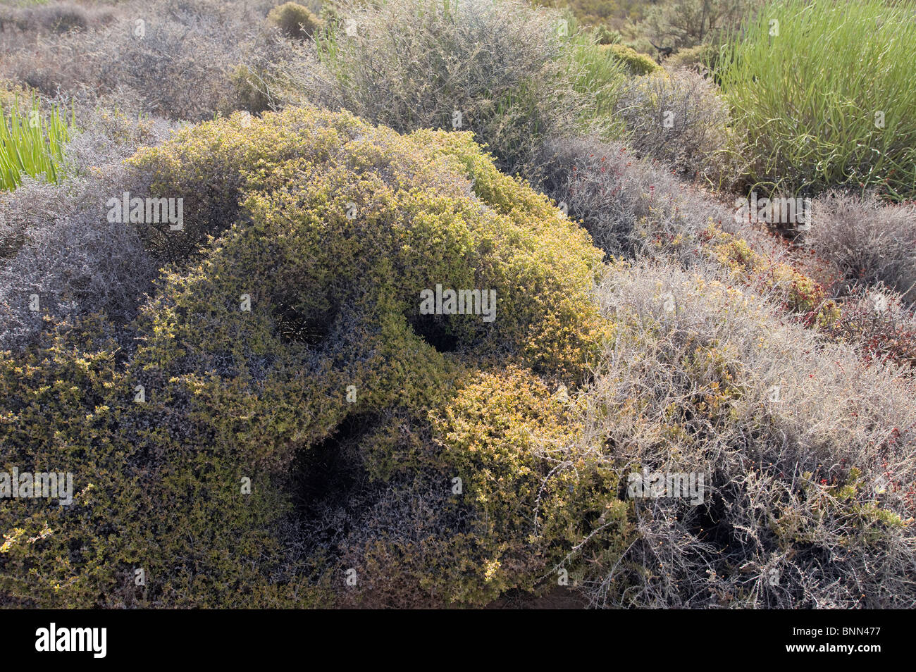 Elandskloof Stockfoto