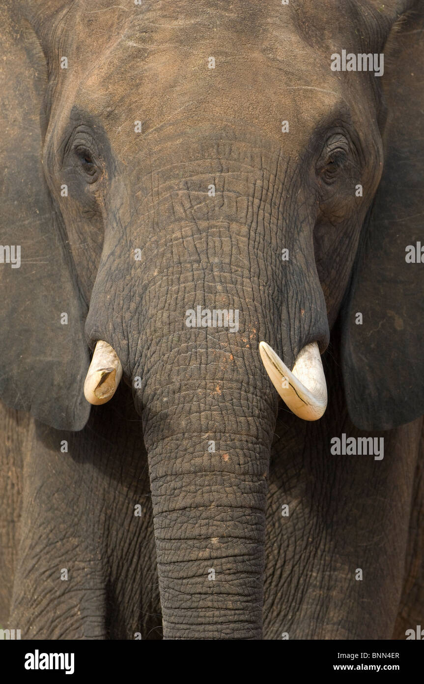 Afrikanischer Elefant Loxodonta Africana in Simbabwes Matusadona Nationalpark, Lake Kariba Stockfoto