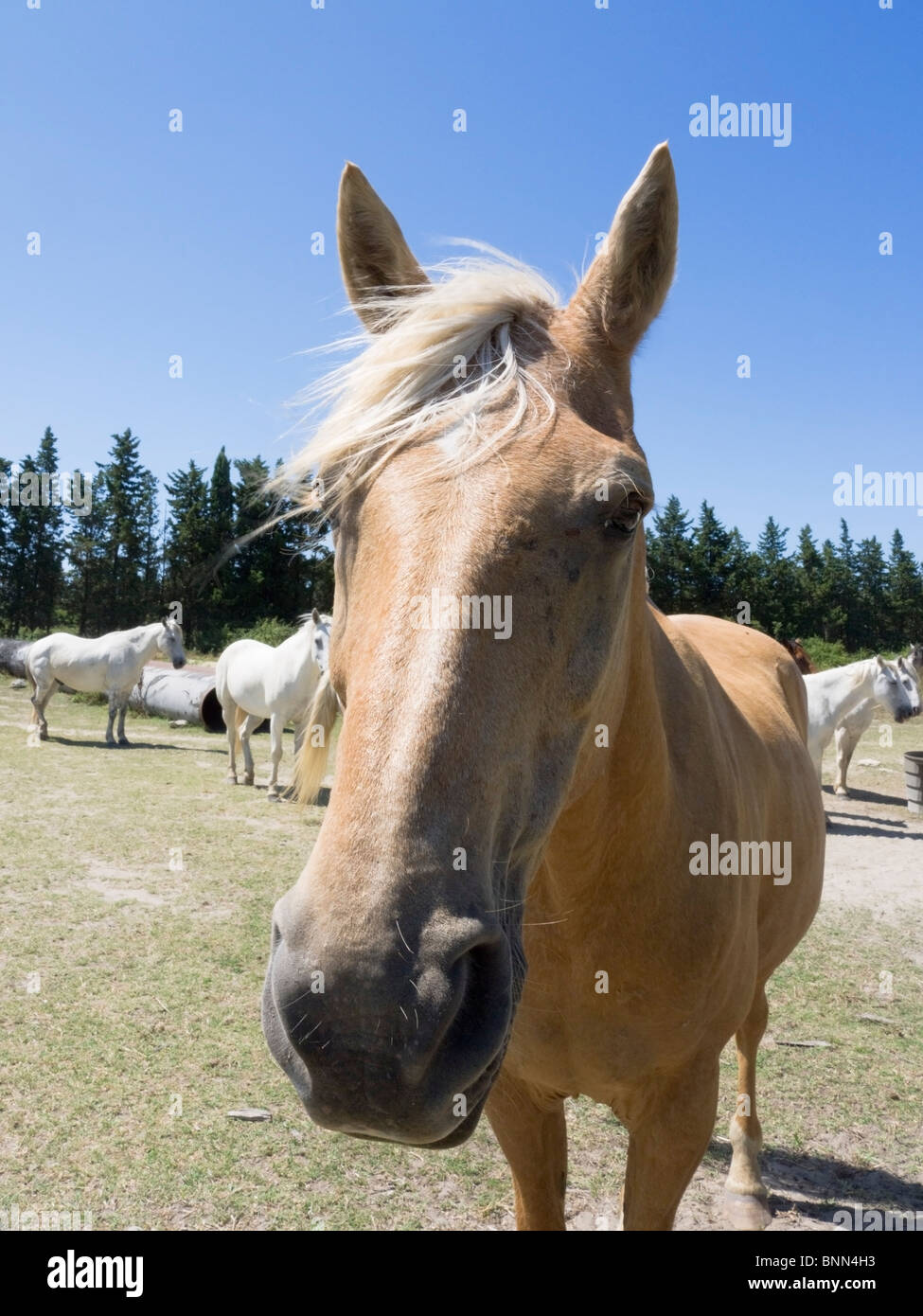 Camargue-Pferd weiß Stockfoto