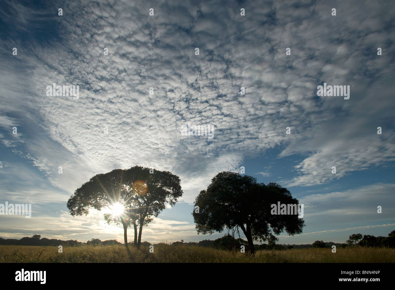 Die Sonne steigt auf einen neuen Tag im afrikanischen Busch Stockfoto