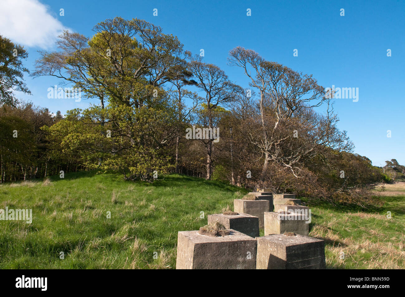 WW2 Panzerfallen an einem Strand in Tyninghame, East Lothian, Schottland Stockfoto