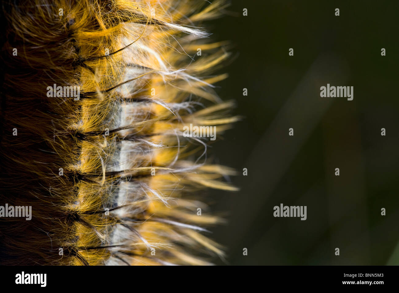 Ngezi Nationalpark Stockfoto