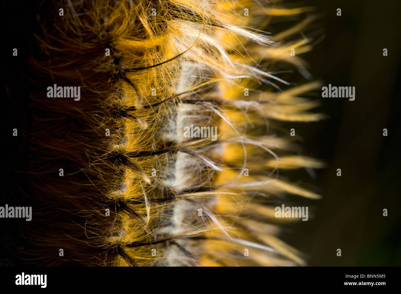 Ngezi Nationalpark Stockfoto