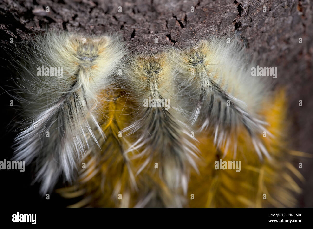 Ngezi Nationalpark Stockfoto