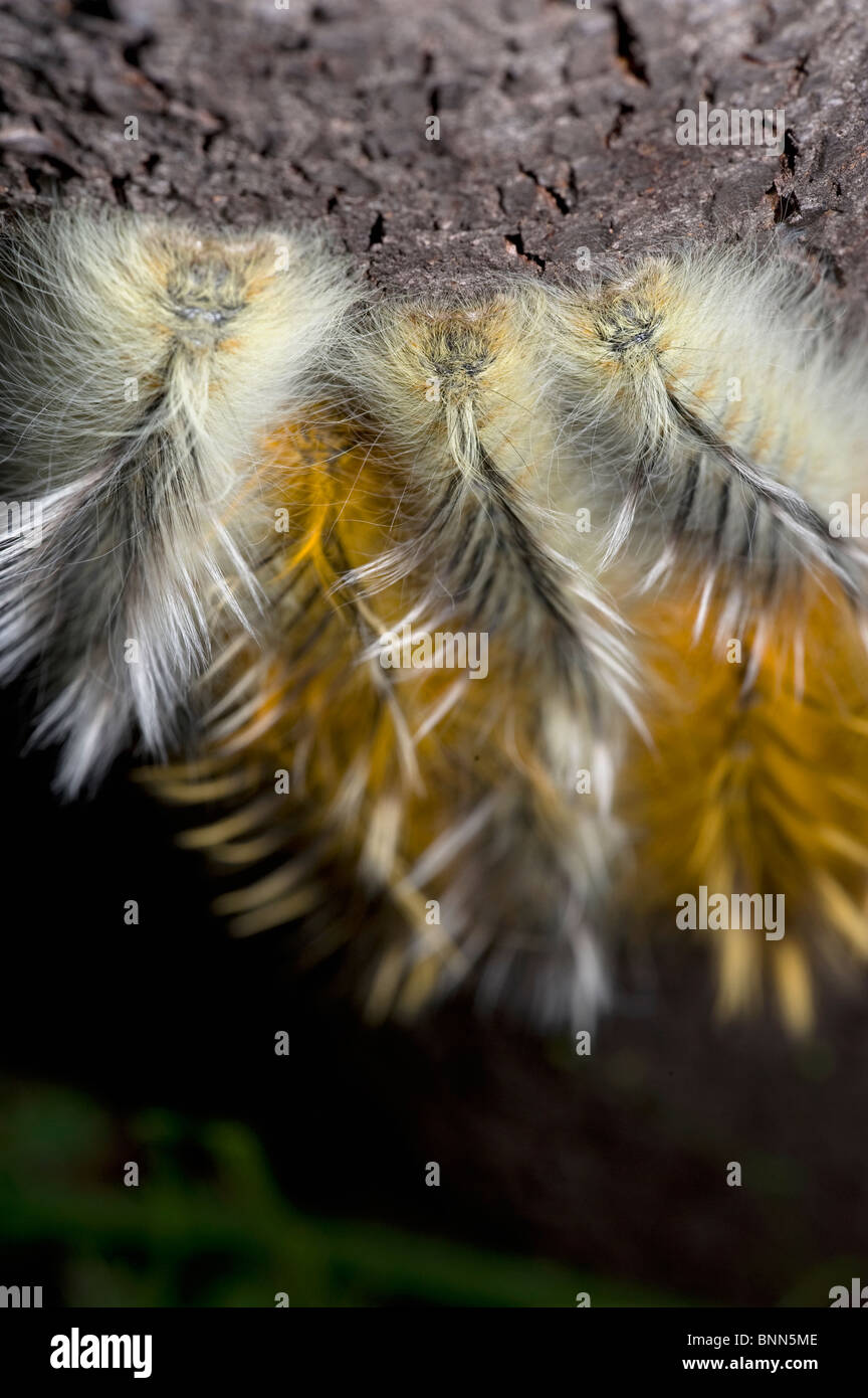Ngezi Nationalpark Stockfoto