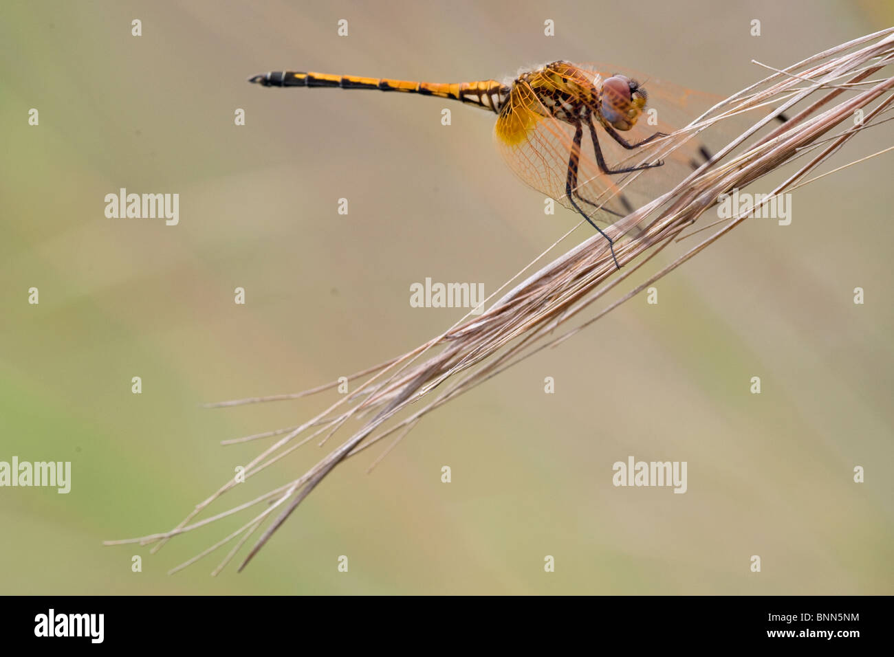 Ngezi Nationalpark Stockfoto