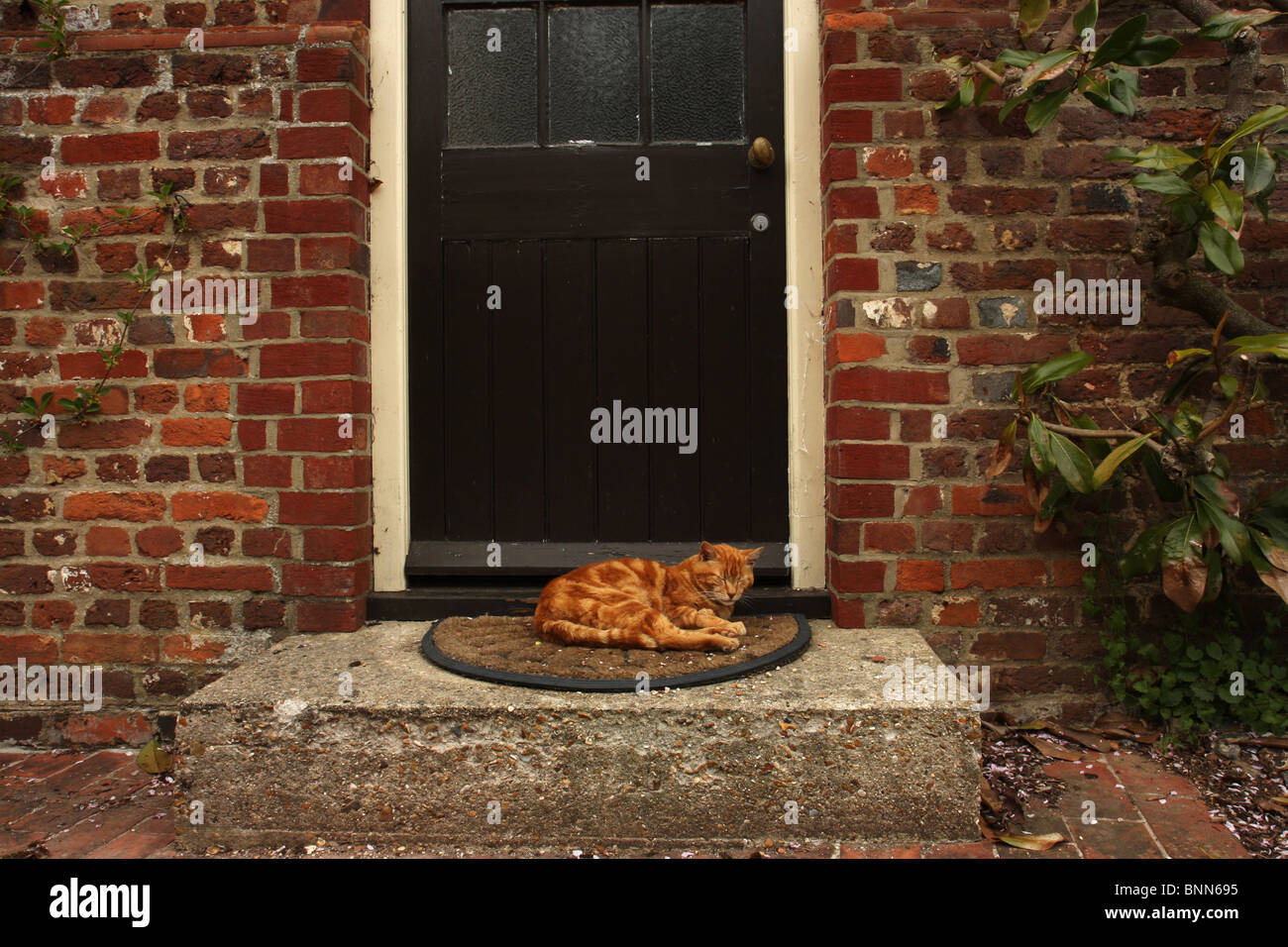 Ein Ingwer Katze schläft auf einer Tür auf ein Haus Stockfoto