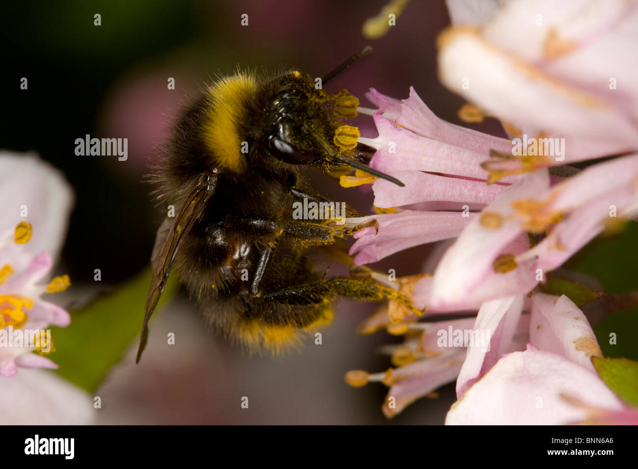 Hummel auf Blume mit Pollen bedeckt Beine. Stockfoto