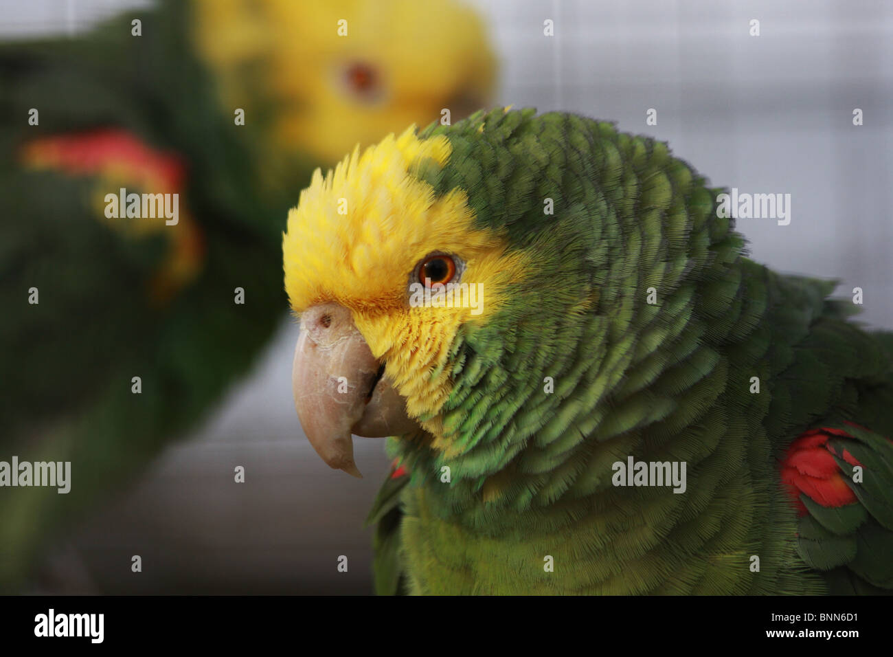 Grüner grüner papagei -Fotos und -Bildmaterial in hoher Auflösung – Alamy
