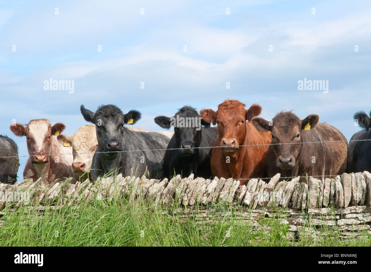 Eine Herde Kühe mit Blick auf eine Steinmauer mit Stacheldraht. Stockfoto