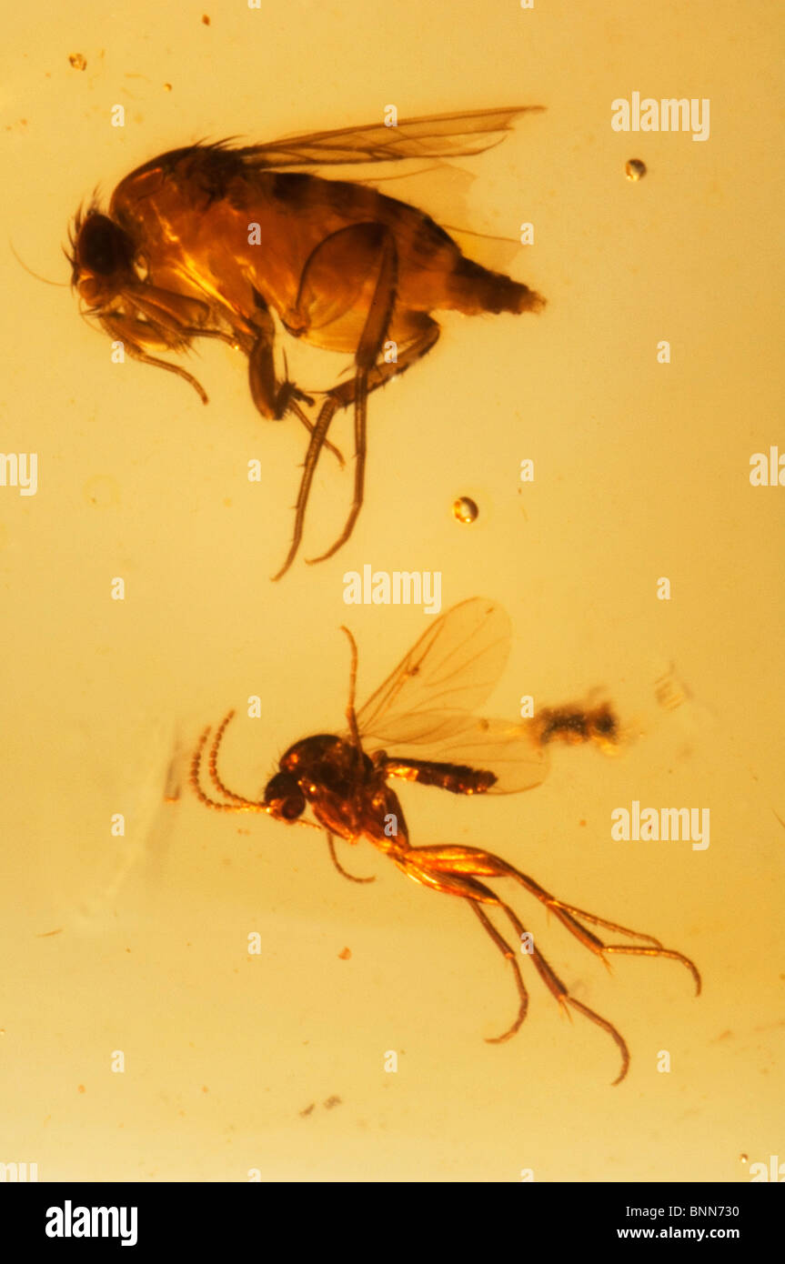 Versteinerte Insekten in Bernstein Stockfoto