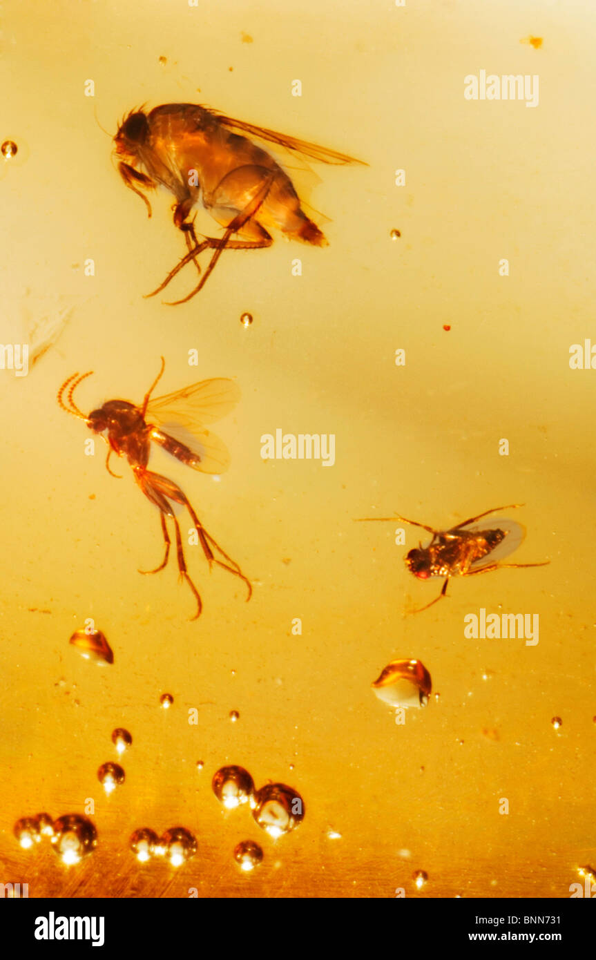 Versteinerte Insekten in Bernstein Stockfoto
