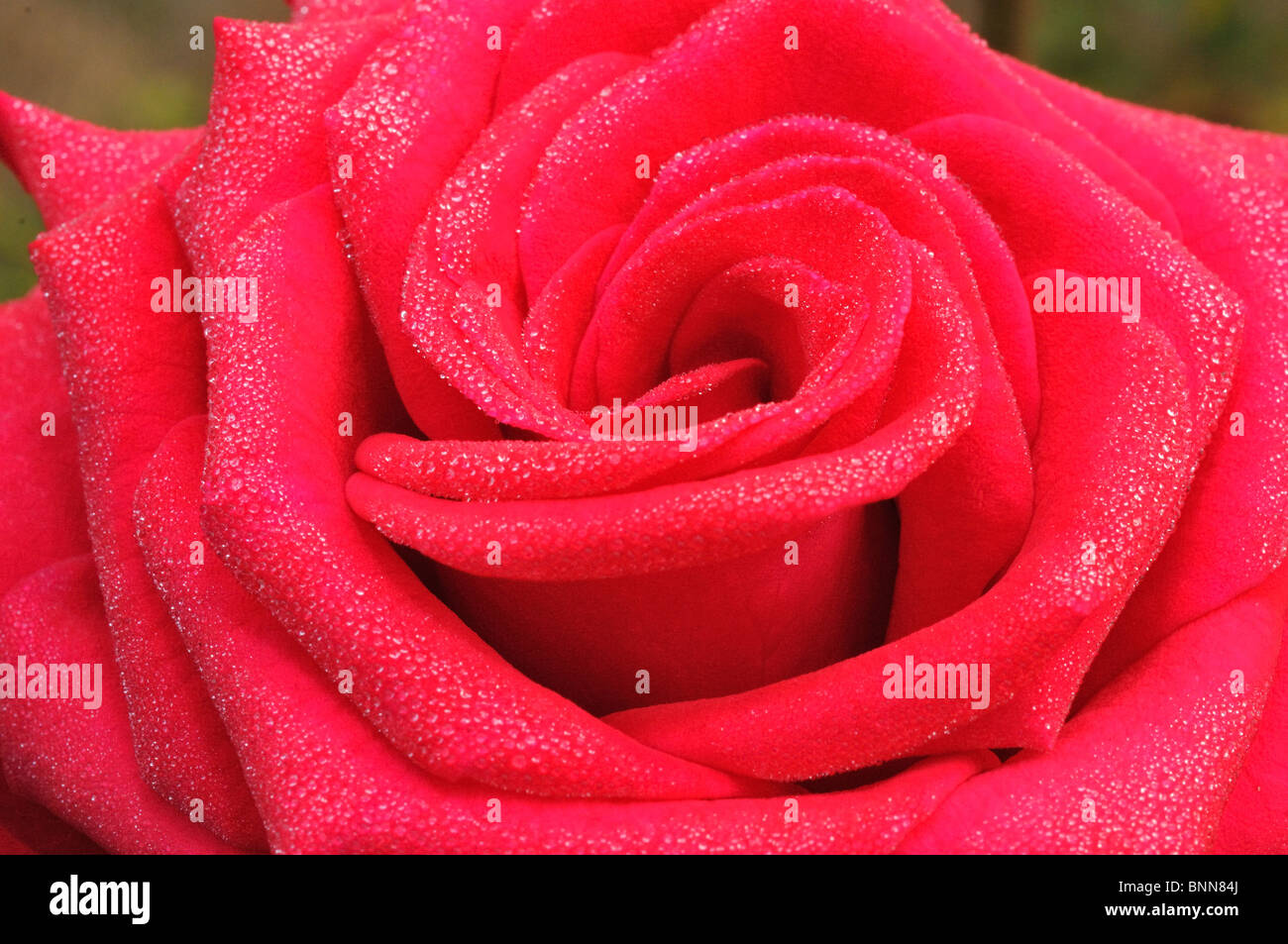 Nahaufnahme von roten Rose mit Regentropfen auf Blütenblätter Stockfoto