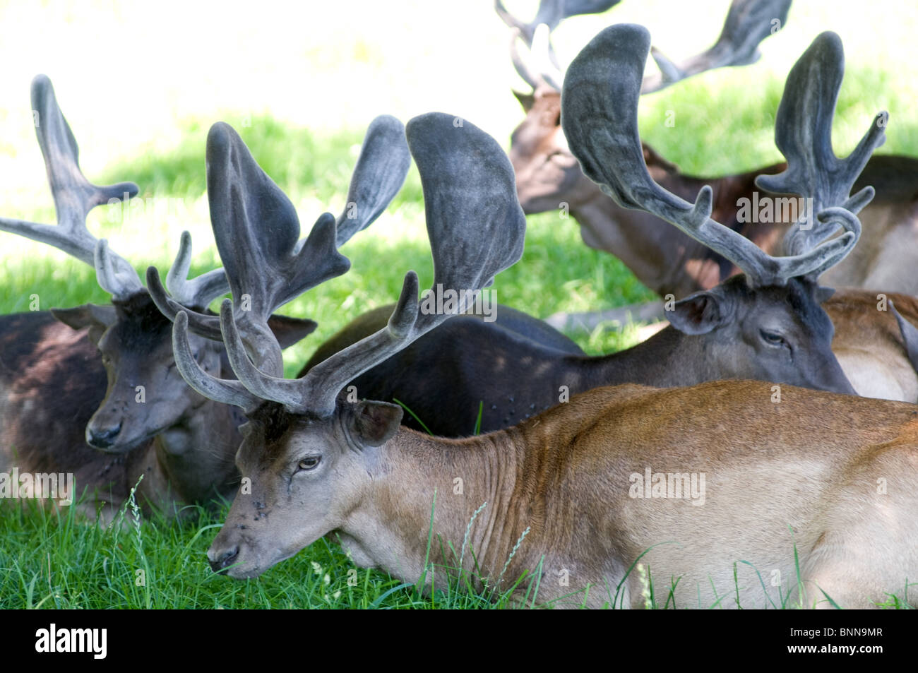 Caribou Festlegung in der Wiese Stockfoto