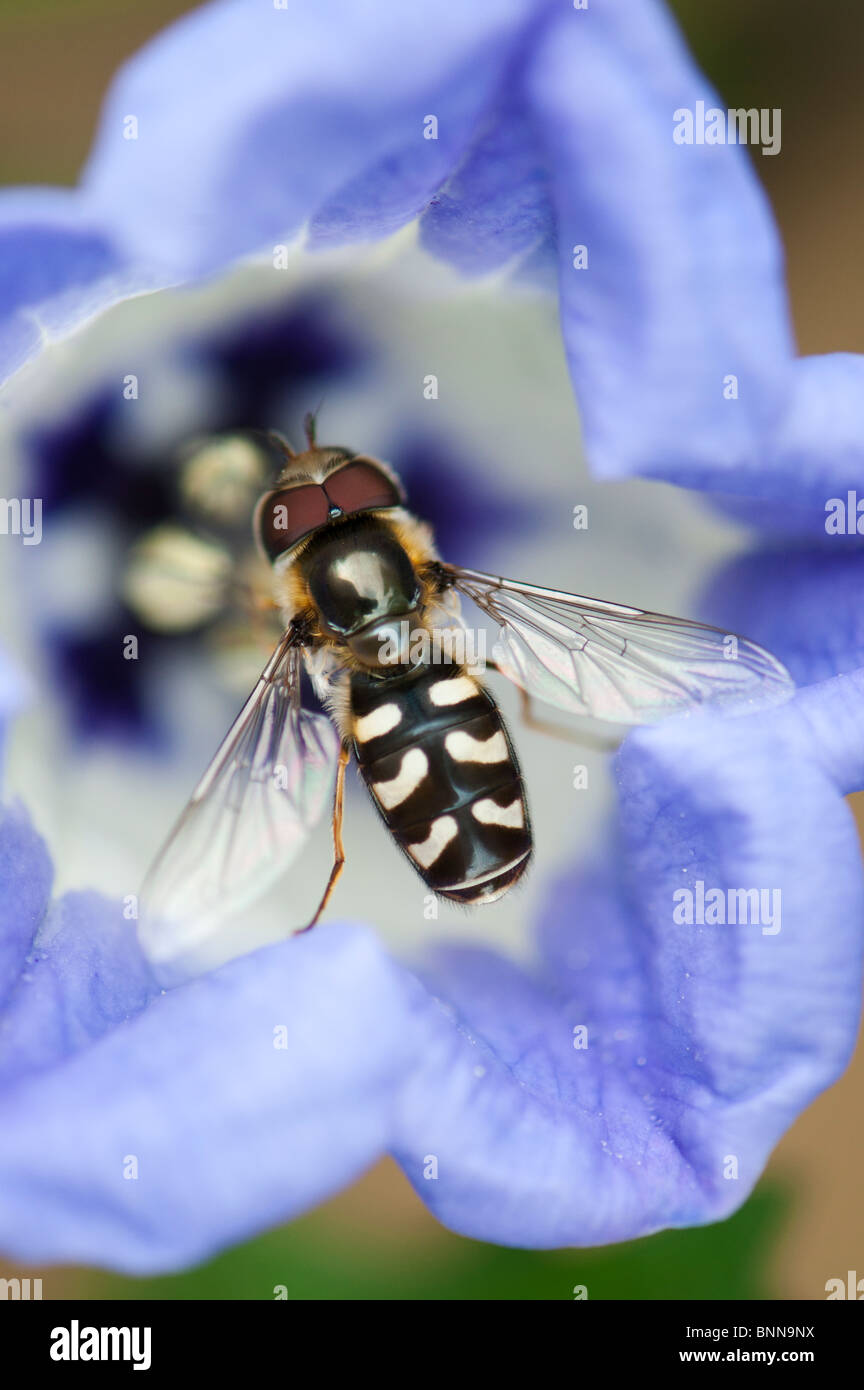 Hoverfly auf eine Nicandra Physalodes - Shoo fly Blume Stockfoto