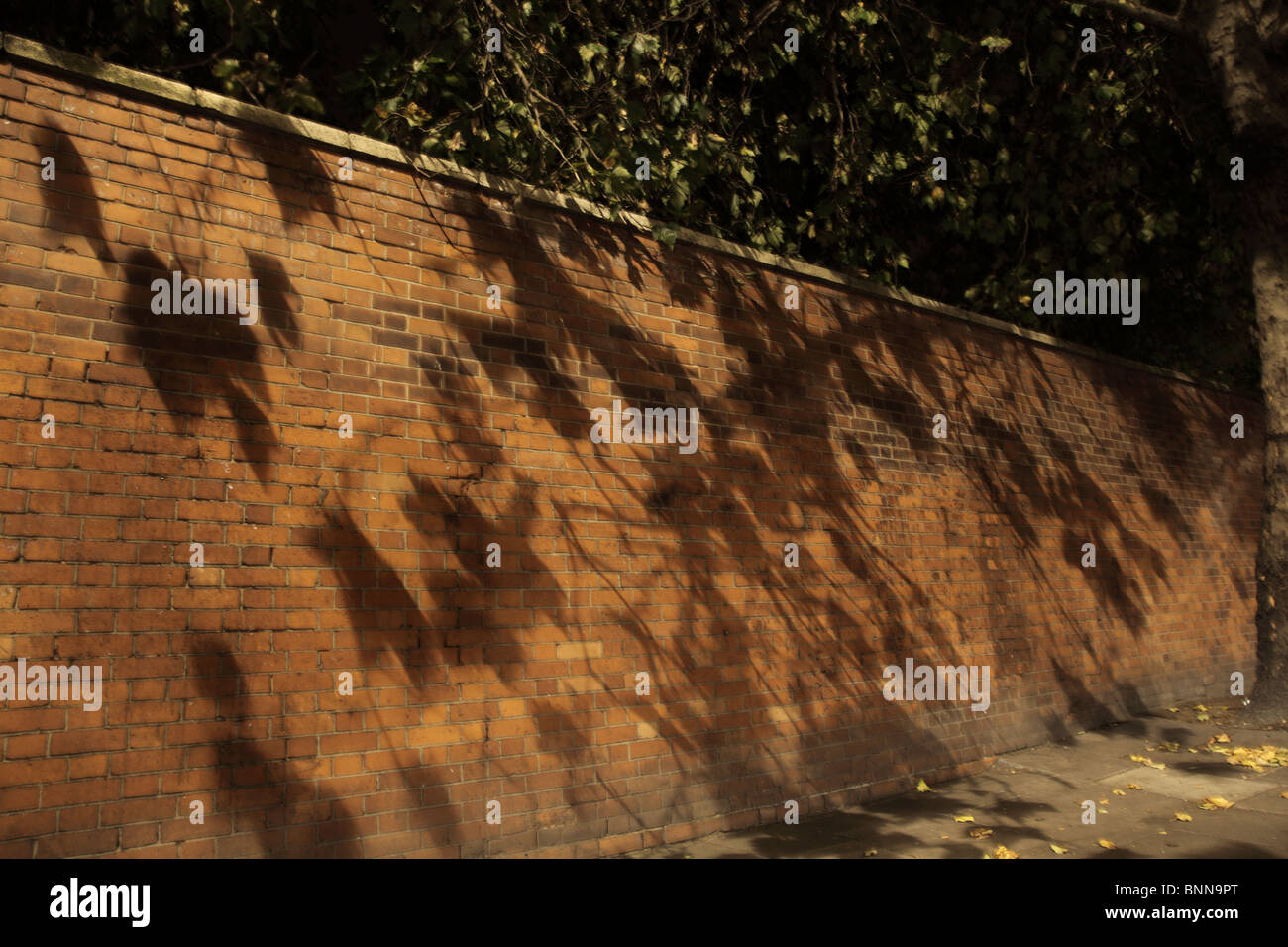 Nachtansicht zeigt eine Mauer mit den Schatten der Blätter in West Kensington, London W14. Stockfoto