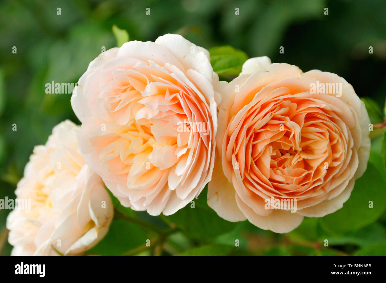 Englische rose Ausleap "Sweet Juliet" mit außergewöhnlichen Duft. Stockfoto