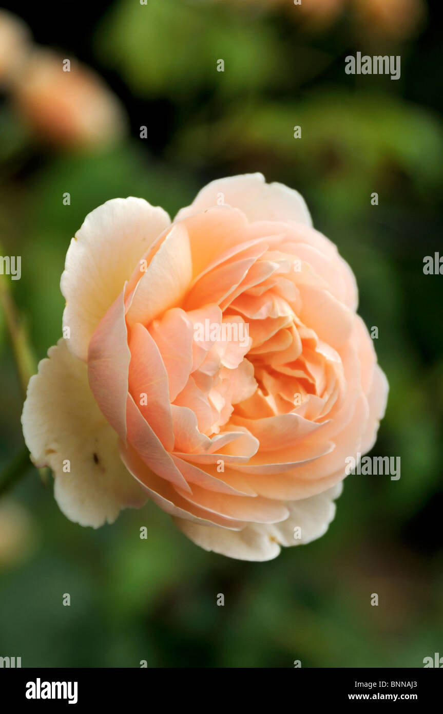 "Sweet Juliet' (Ausleap), ein duftender Strauch Englisch mit Aprikose-Blütenfarbe von David Austin Rose stieg. Stockfoto