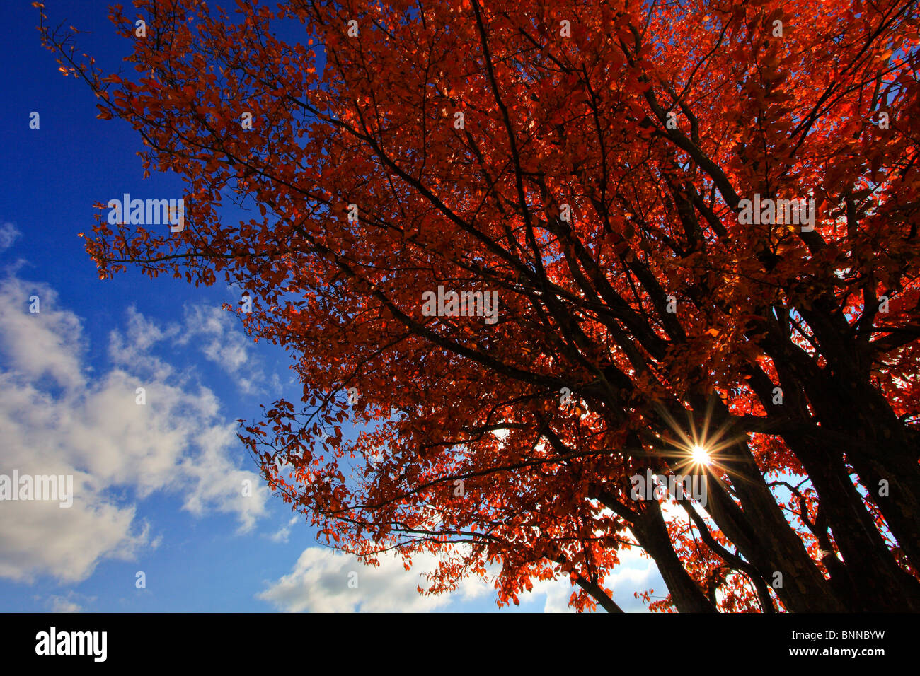 Baum-Stamm-Blatt Blätter Bäume Eisen Holz Gegenlicht Herbst Herbst Farben Himmel Laub Licht Parrotia Persica persische Parrotie Stockfoto