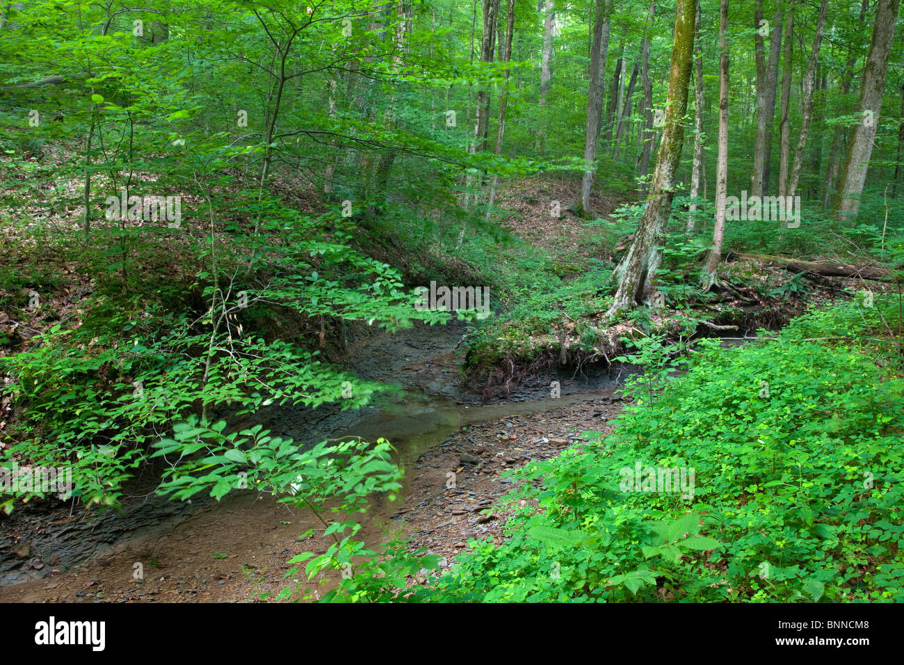 Bach entlang der Knobstone Trail, Clark State Forest, Indiana Stockfoto