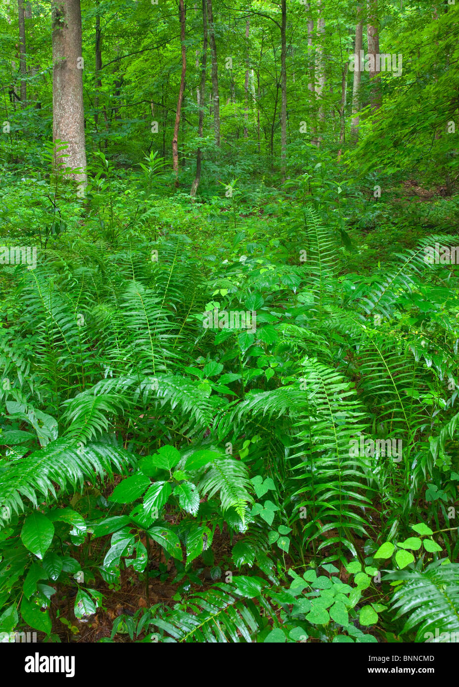 Farne und Wald entlang der Spurgeon hohlen Schleife der Knobstone Trail, Jackson-Washington State Forest, Indiana Stockfoto