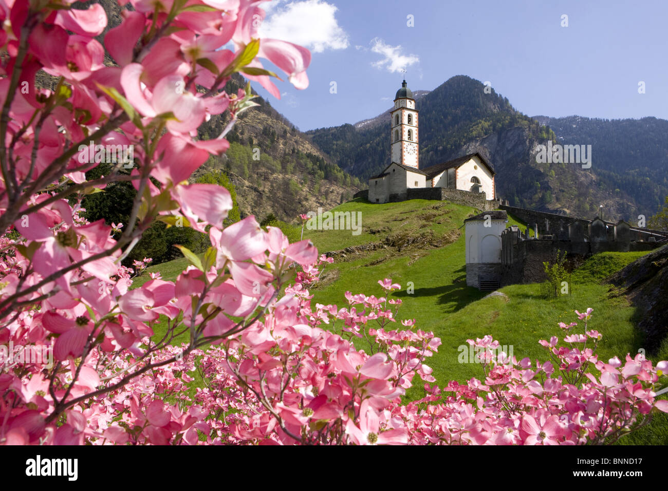 Schweiz Swiss Soazza Landschaft Frühlingsblumen blühen Blüten blüht Dorf  Kirche Religion Kanton Graubünden Graubünden Stockfotografie - Alamy