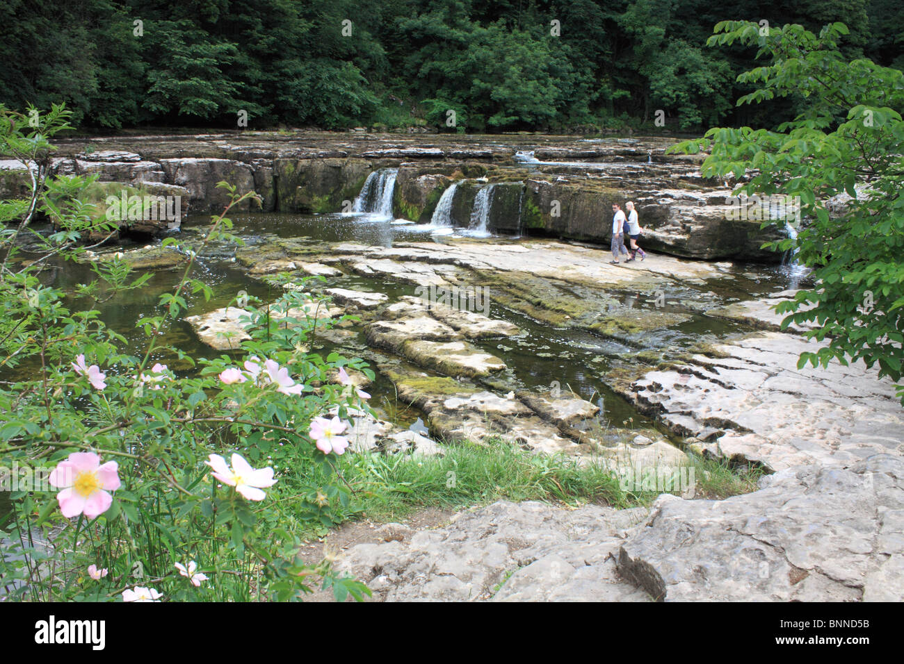 Die Upper Falls in Aysgarth, Wensleydale, Yorkshire Dales, England Stockfoto