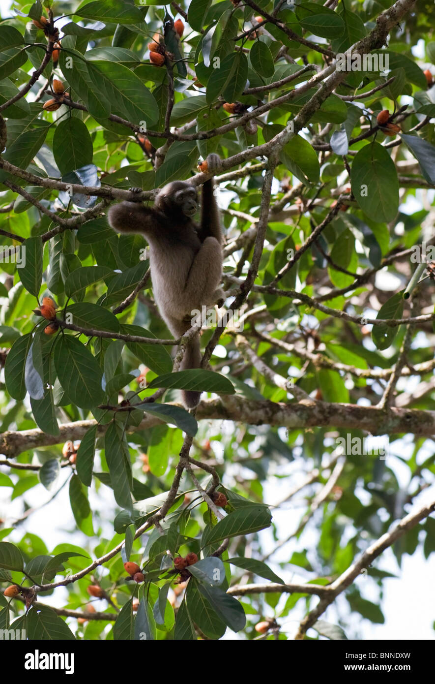 Wild Gibbon in Baumkrone Stockfoto