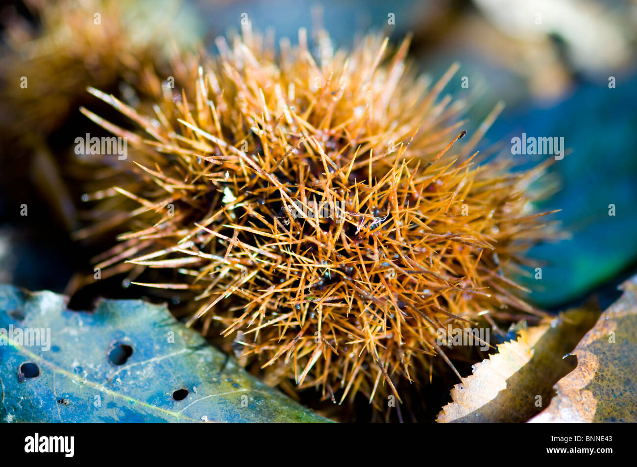 eine leichte braune Igel Stockfoto