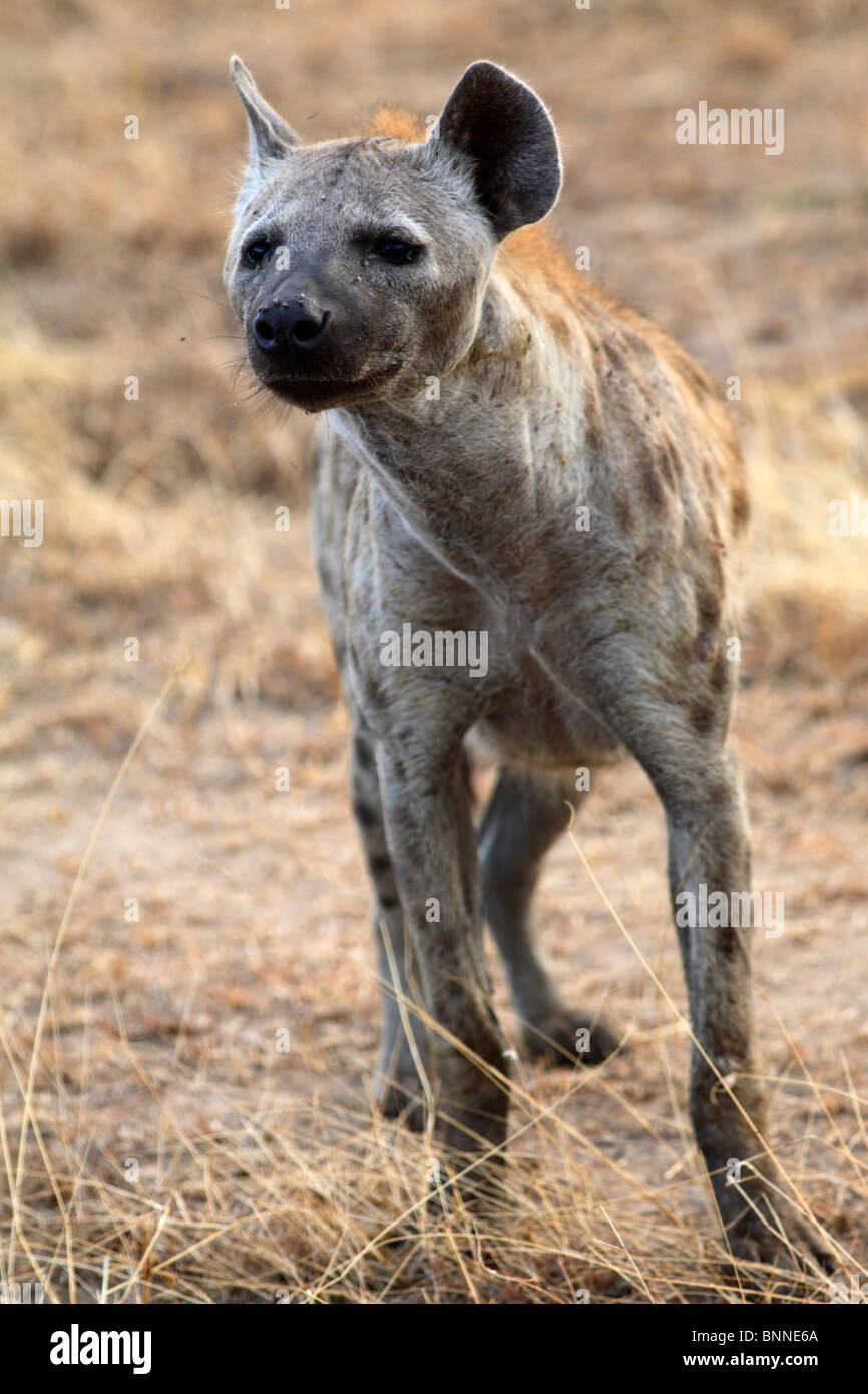 Entdeckt von Hyänen (Crocuta Crocuta), Selous Game Reserve, Tansania Stockfoto