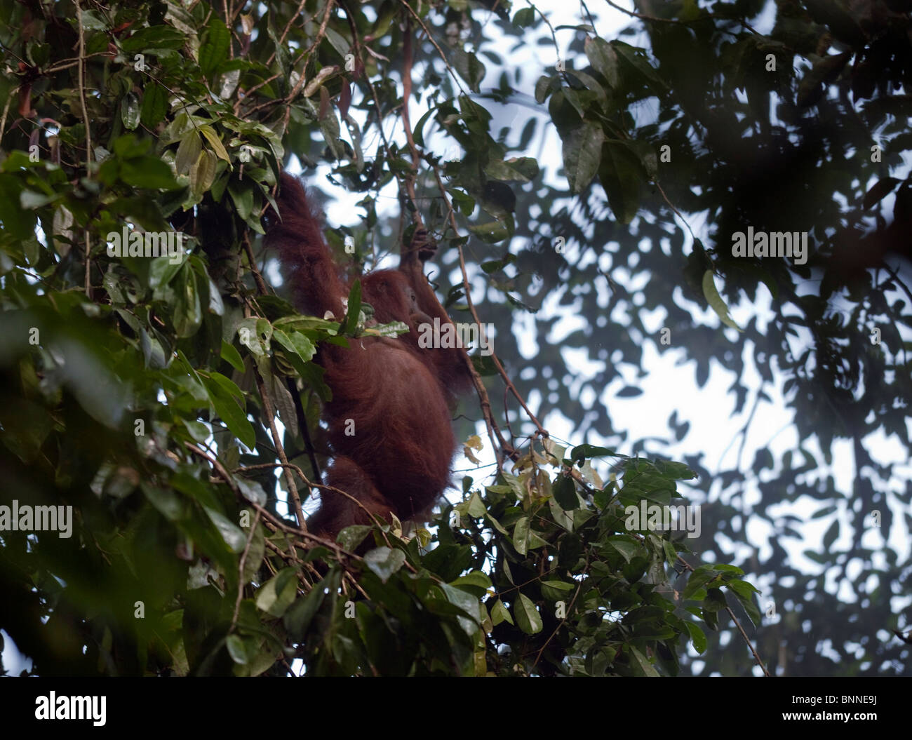 Wilde weibliche Orang-Utan warten auf ihr Kind aufholen Stockfoto