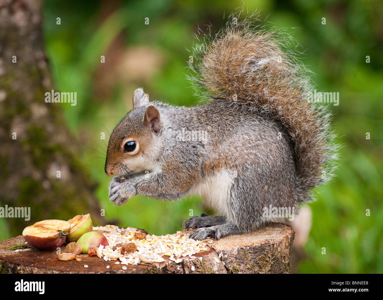 Graue Eichhörnchen auf Baumstumpf Essen Vogelfutter Stockfoto