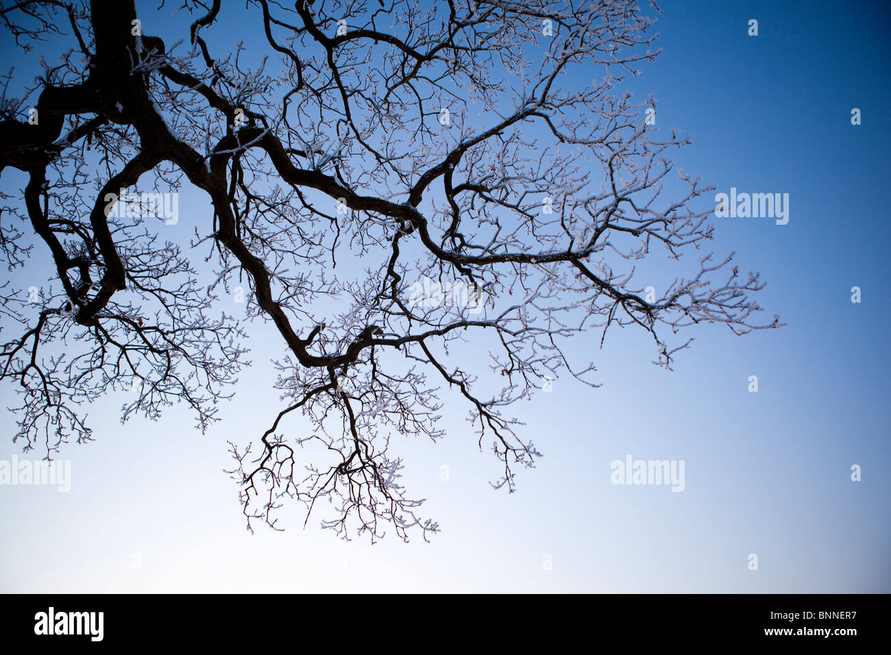 Weihnachten in England Smallwood Cheshire Landschaft mit Bäumen und Feldern abstrakte farbenfrohe bunte Ansichten Stockfoto