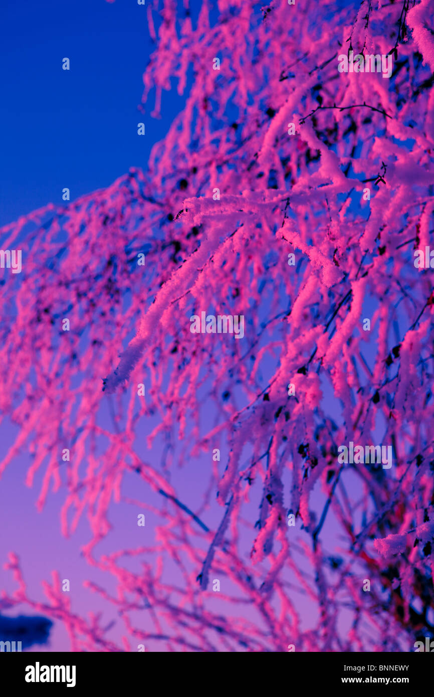 Baum im Winter mit Schnee und frost Stockfoto