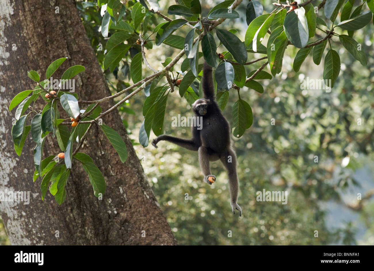 Baumkrone Begegnung mit einer weiblichen Gibbon spotting unserer ausblenden Stockfoto