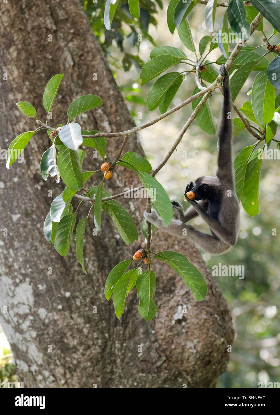 Weibliche Muellers Gibbon stopfte in zu ihrem Lieblings-Feigen Stockfoto