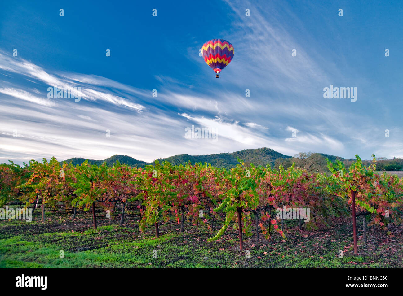 Heißluftballons über fallen farbige Weinberge. Napa Valley, Kalifornien Stockfoto