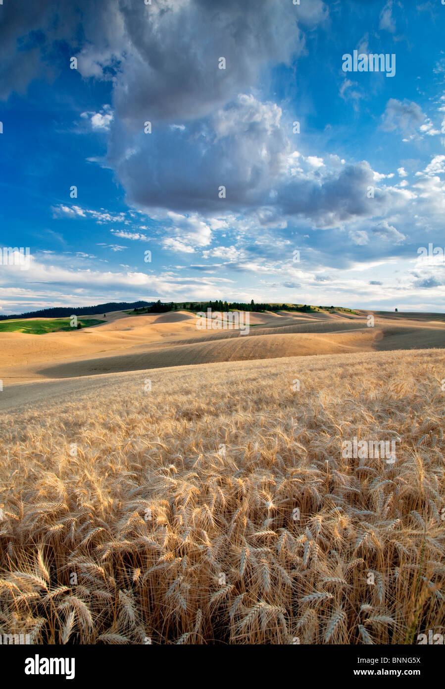 Wolken und Weizenfeld. Palouse, Washington Stockfoto